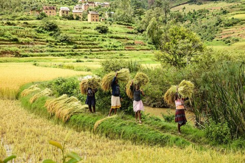 Rice farmers at harvest time