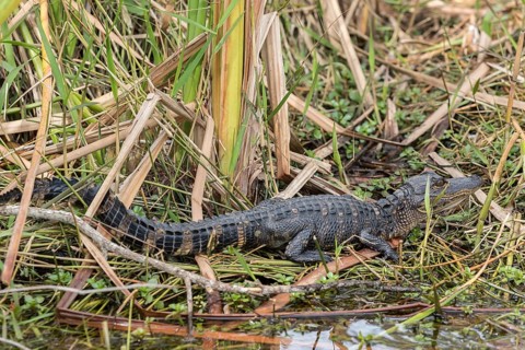 American alligator