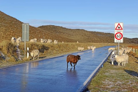 Sheep