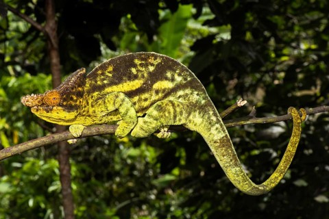 Parson's chameleon
