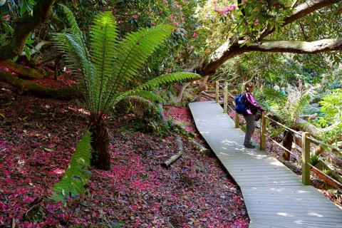 Tree fern and petals of Rhododendron on ground