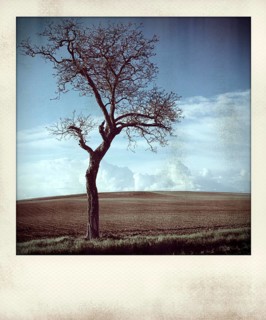 Polaroid effect of trees in countryside