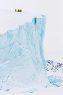 Polar bears