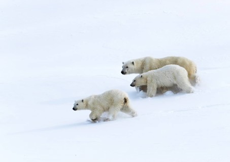 Polar bears