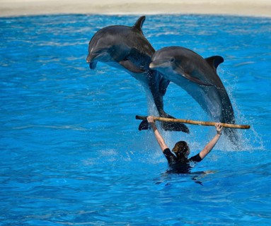 Dolphin show