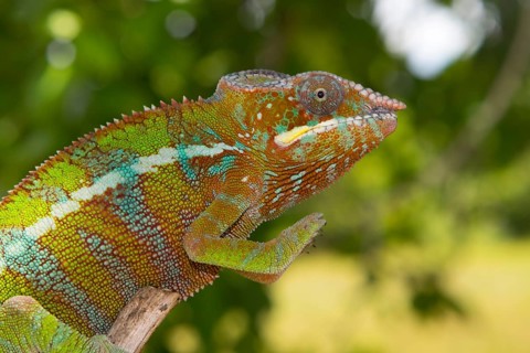 Panther chameleon