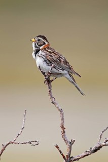 Lapland Bunting
