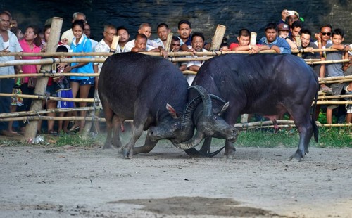 Two water buffalos