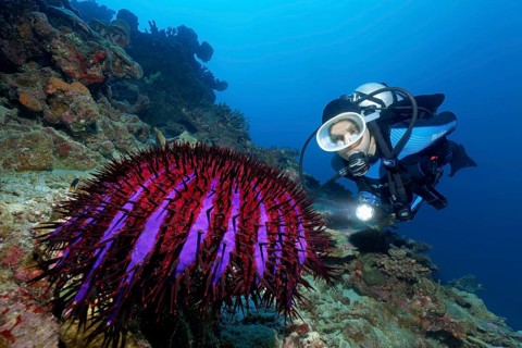 Diver
