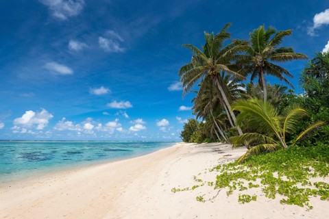 Sandy beach with palm trees and turquoise water