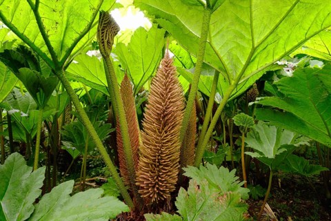 Leaves and flowers of Giant Rhubarb