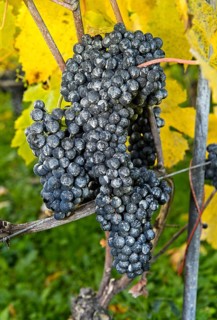 Kaolin coating on grapes as a natural pesticide in organic cultivation against spotted wing drosophila