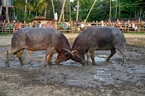 Two water buffalos