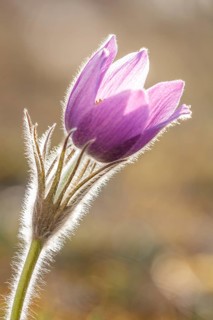 Pasque flower