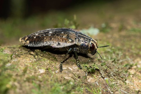 Jewel beetle
