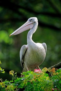 Spot-Billed Pelican