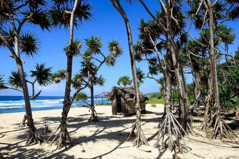 Mangroves with aerial roots on White Beach