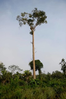 Towering ipe tree