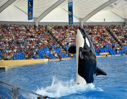 Orca