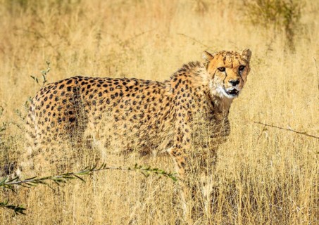 Cheetah
