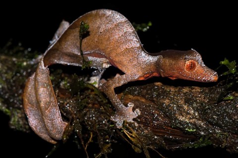 Satanic Leaf Tailed Gecko