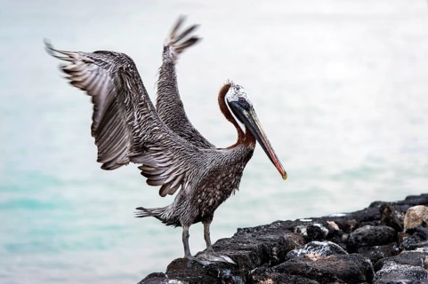 Brown Pelican