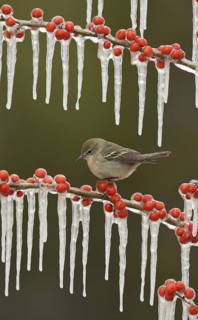 Pine warbler