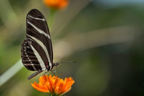 Zebra Longwing or Zebra Heliconian