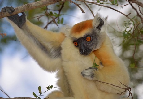 Gold Crown sifaka