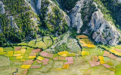 View on agricultural landscape with colorful buckwheat