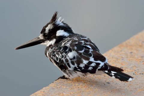 Pied Kingfisher