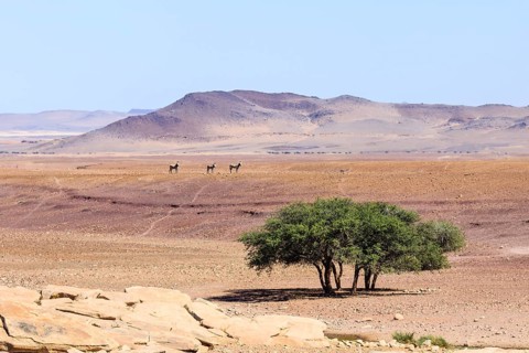 Three Hartmann's mountain zebras