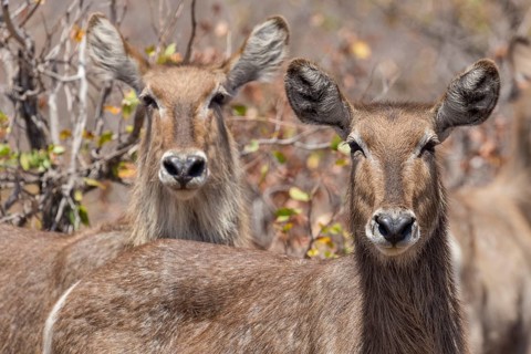 Waterbuck