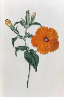 Lychnis coronata