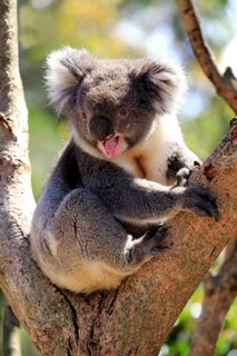Koala