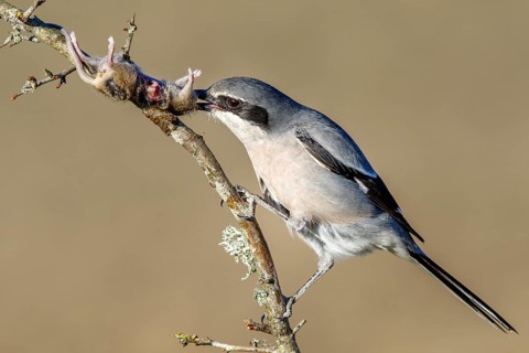 Southern grey shrike