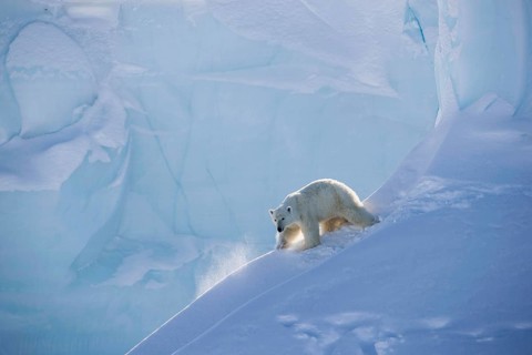 Polar bear