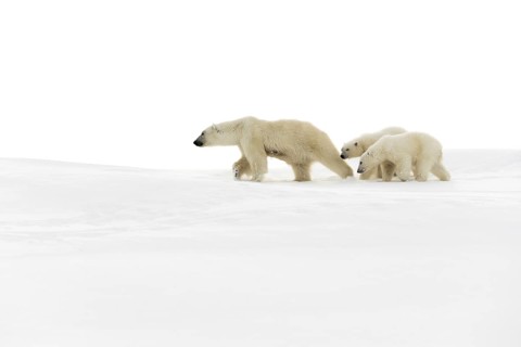 Polar bears