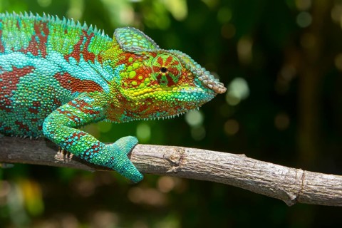 Panther chameleon