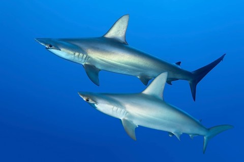 Two scalloped hammerhead sharks