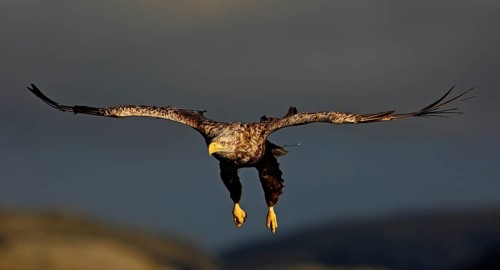 White-tailed eagle