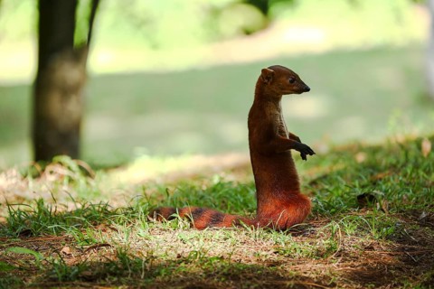 Ring-tailed mongoose