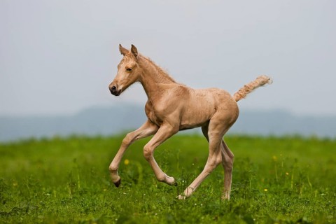 Palomino Morgan horse foal galloping