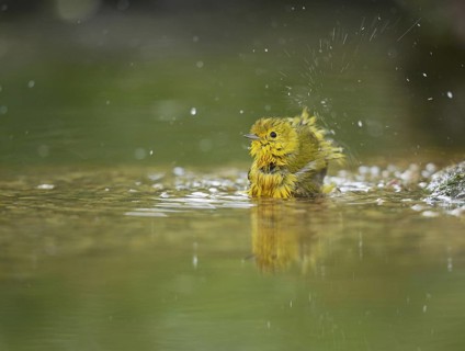 Yellow Warbler