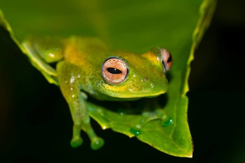 Mantellid frog