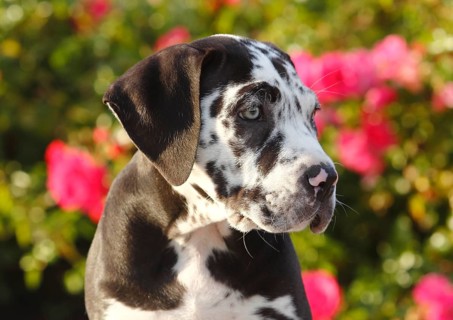 Great Dane