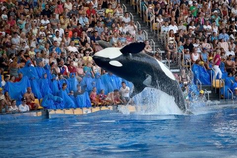Orca