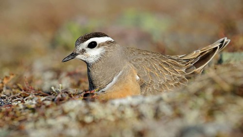 Eurasian dotterel