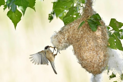 Eurasian penduline tit