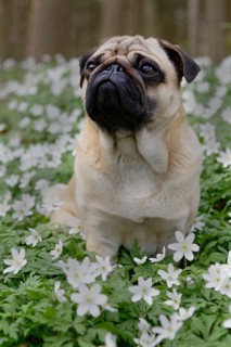 Pug sitting in meadow with wood anemones